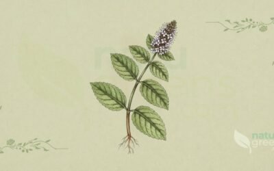 Hortelã-Pimenta (Mentha piperita): Propriedades e Benefícios