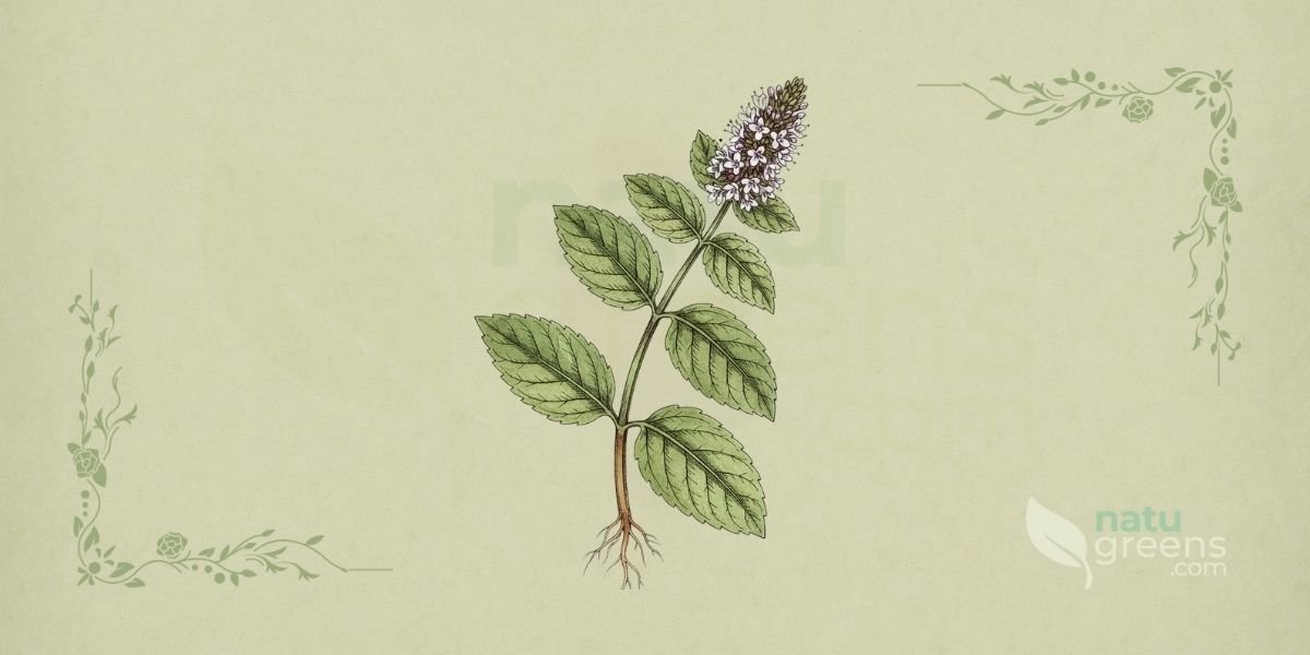 Ilustração botânica detalhada de Mentha × piperita L. (hortelã-pimenta, peppermint), erva híbrida perene da família Lamiaceae, resultado do cruzamento entre Mentha aquatica e Mentha spicata, mostrando planta completa com folhas ovais-lanceoladas serrilhadas de cor verde-escura, caules avermelhados e espigas terminais de pequenas flores rosadas a lavanda, em estilo de enciclopédia botânica do século XIX sobre fundo de papel de herbário. Esta imagem destaca a estrutura geral da planta, suas folhas e inflorescências, elementos cruciais para sua identificação e uso medicinal.