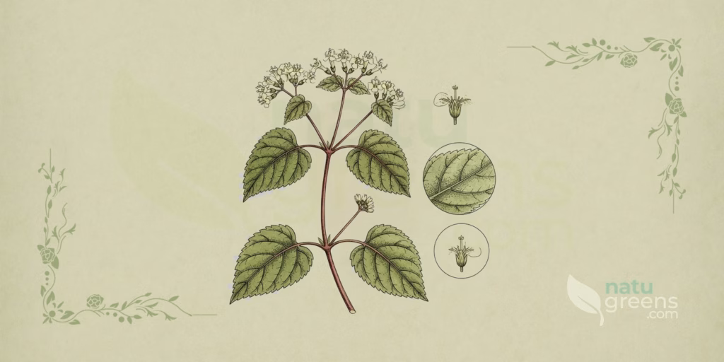 Mikania glomerata (Guaco): egenskaper og fordeler