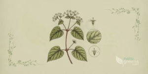 Guaco (Mikania glomerata): ilustração botânica da trepadeira com folhas opostas de base cordiforme, caule volúvel enroscado e pequenas flores esbranquiçadas em capítulos densos, destacando as características do guaco.