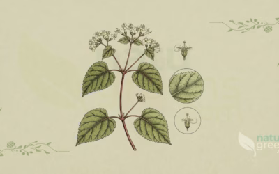 Guaco (Mikania glomerata): Properties and Benefits