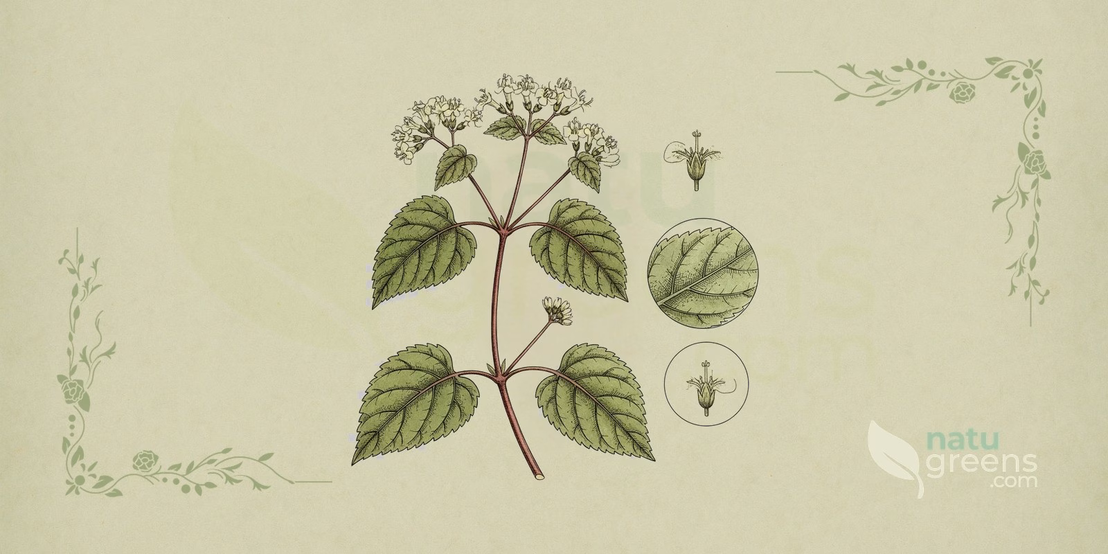 Guaco (Mikania glomerata): botanical illustration of the woody vine with opposite heart-shaped leaves, a twining stem, and small whitish flowers in dense clusters.