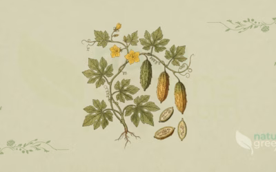 Bitter Melon (Momordica charantia): Benefits and Uses