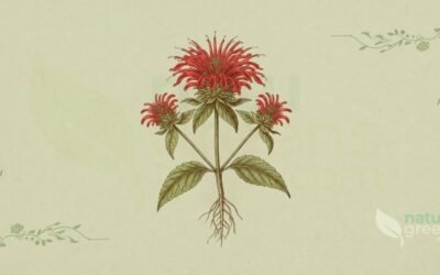 Bálsamo-de-Abelha (Monarda dydma): Propriedades e Benefícios