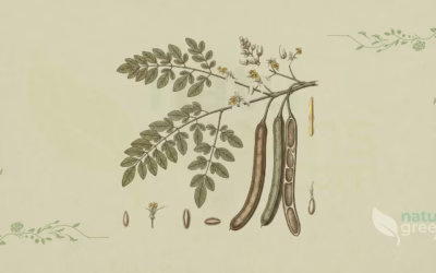 Moringa oleifera (Drumstick Tree): Complete Botanical Profile
