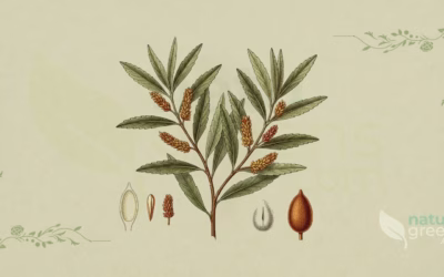 Bog Myrtle (Myrica gale): Properties and Benefits
