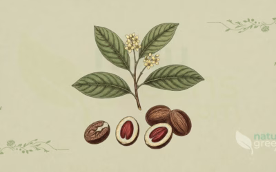 Nutmeg (Myristica fragrans): Properties and Benefits