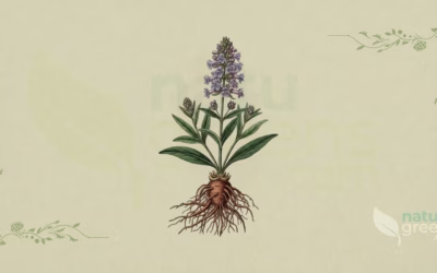 Nardostachys jatamansi (Spikenard): Complete Botanical Profile