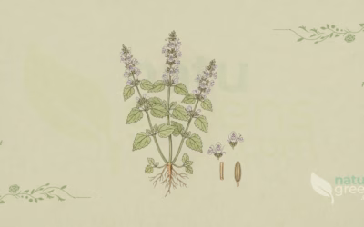 Catnip (Nepeta cataria): Properties and Benefits