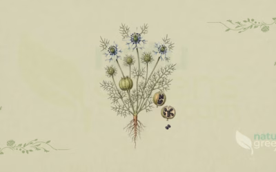 Black Cumin (Nigella sativa): Properties and Benefits