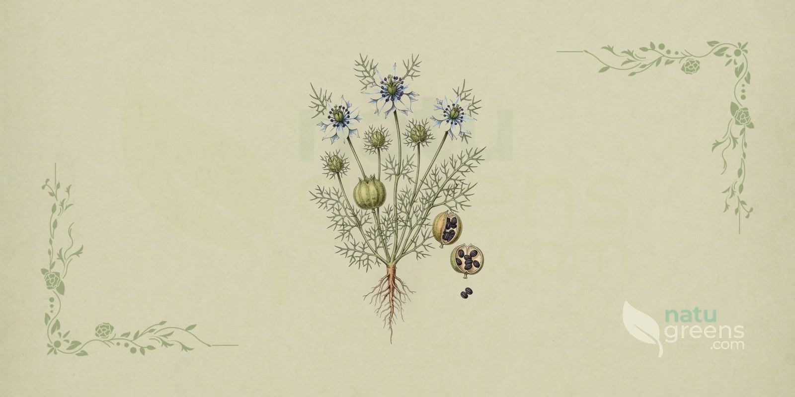 Black Cumin (Nigella sativa): botanical illustration of the plant with bluish flowers, thin leaves, and the black cumin seeds arranged beside the fruit capsule.