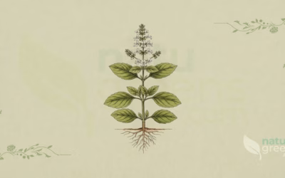 Basil (Ocimum basilicum): Properties and Benefits