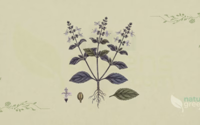 Ocimum tenuiflorum (Holy Basil): Complete Botanical Profile