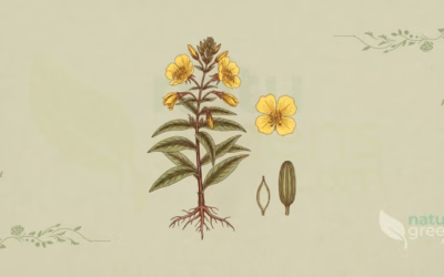 Evening Primrose (Oenothera biennis): Benefits and Uses