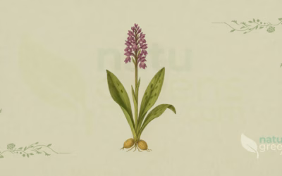Early-Purple Orchid (Orchis mascula): Properties and Benefits