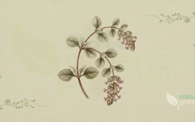 Dittany of Crete (Origanum dictamnus): Properties and Benefits