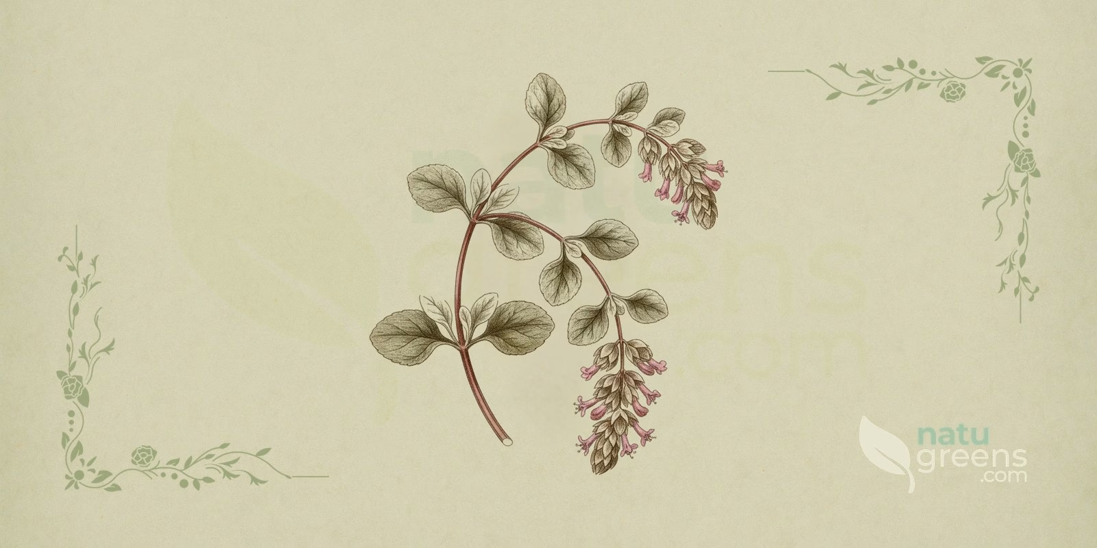 Dittany of Crete (Origanum dictamnus) in a botanical illustration in the style of 19th-century encyclopedias: dittany plant with rounded, velvety leaves, thin branching stems and pinkish-purple flowers among overlapping bracts.