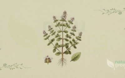 Sweet Marjoram (Origanum majorana): Benefits and Uses