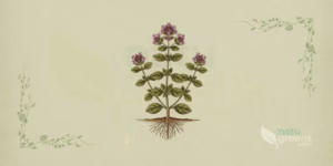 Orégano (Origanum vulgare): ilustração botânica de ramos com folhas ovaladas opostas e flores lilases, mostrando a característica típica das Lamiaceae desta erva de orégano.