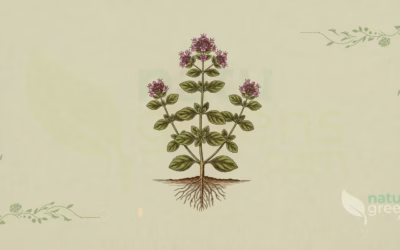 Oregano (Origanum vulgare): Properties and Benefits