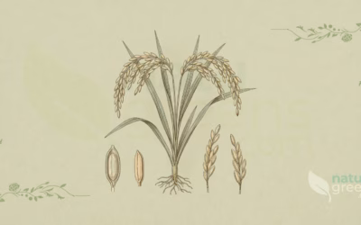Rice (Oryza sativa): Properties, Benefits and Uses