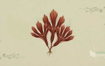 Dulse (Palmaria palmata): Properties and Benefits