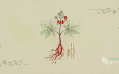 Asian Ginseng (Panax ginseng): Properties and Benefits