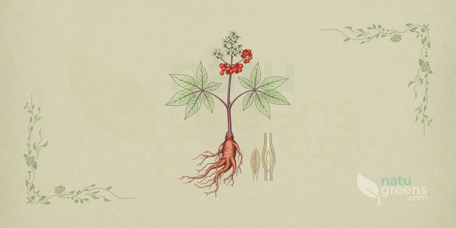 Asian Ginseng (Panax ginseng): botanical illustration showing the forked root, stem, palmate leaves, and flowers of the ginseng plant.