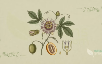 Passionflower (Passiflora incarnata): Benefits and Uses