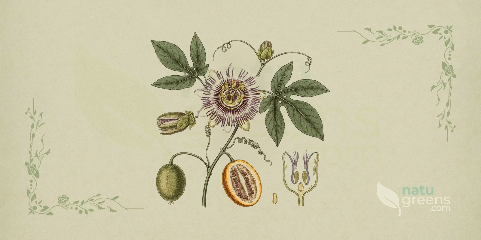 Passionflower (Passiflora incarnata): botanical illustration of the flower with a crown of purple filaments, five pale petals, and the trilobed leaves of the vine.