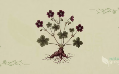 African Geranium (Pelargonium sidoides): Benefits and Uses