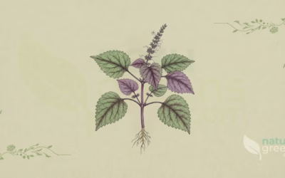 Perilla (Perilla frutescens): Properties and Benefits