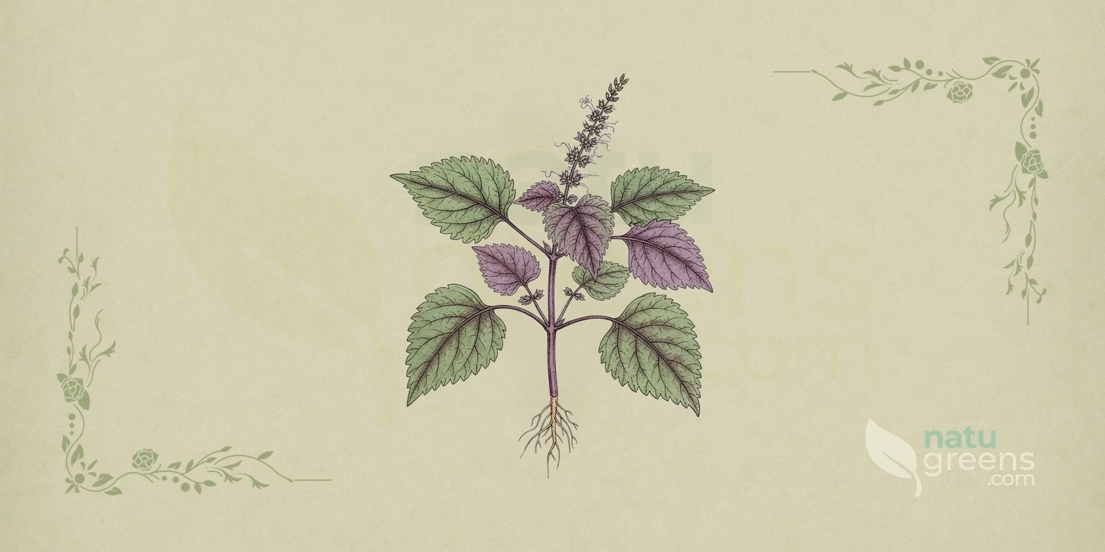 Perilla (Perilla frutescens) in a botanical illustration: perilla branch with opposite, oval, serrated leaves, a square stem and spike-like inflorescences with small flowers.