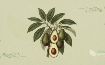 Abacate (Persea americana): Propriedades e Benefícios