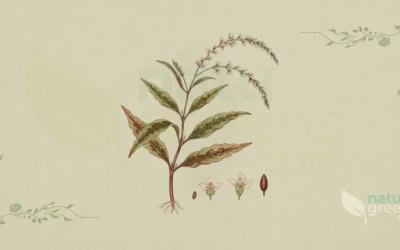Water Pepper (Persicaria hydropiper): Properties and Benefits