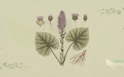 Butterbur (Petasites hybridus): Properties and Benefits