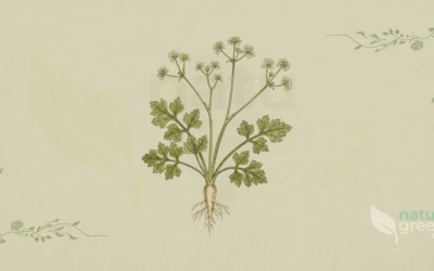 Petroselinum crispum (Parsley): Complete Botanical Profile