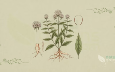 Brazilian Ginseng (Pfaffia paniculata): Benefits and Uses