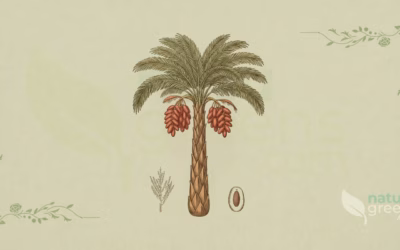 Date Palm (Phoenix dactylifera): Properties and Benefits