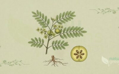 Amla (Phyllanthus emblica): Propriedades e Benefícios