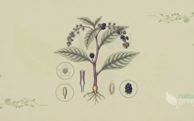 Pokeweed (Phytolacca americana): Properties and Benefits