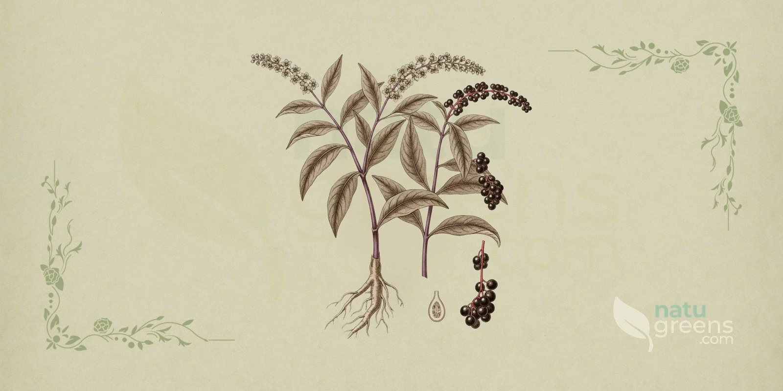 Pokeweed (Phytolacca americana): botanical illustration showing reddish stem, lanceolate leaves, and a cluster of pokeweed berries.