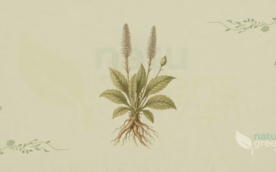 Kutki (Picrorhiza kurroa): Properties and Benefits