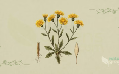 Piloselle (Pilosella officinarum): Propriétés et Bienfaits