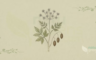 Anise (Pimpinella anisum): Properties and Benefits