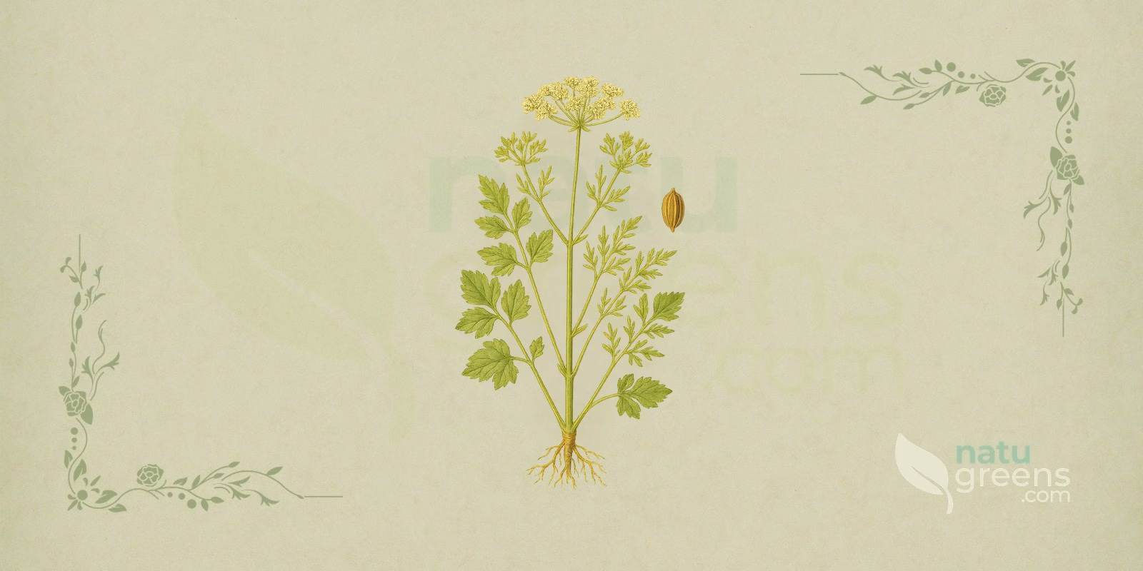 Anise (Pimpinella anisum): botanical illustration of anise with an erect stem, finely divided leaves, umbels of small white flowers, and ribbed oval fruits.