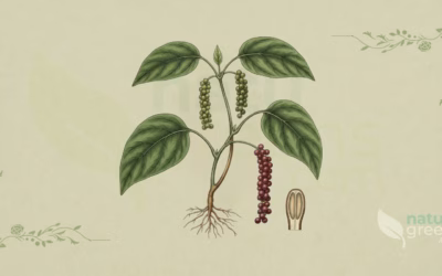 Black Pepper (Piper nigrum): Properties and Benefits