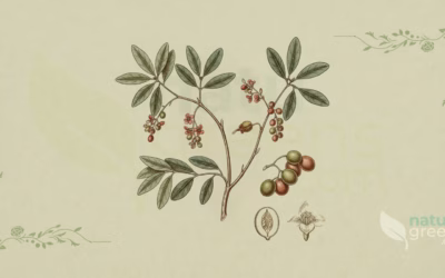 Mastic Tree (Pistacia lentiscus): Properties and Benefits