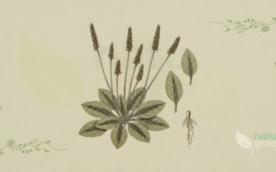 Broadleaf Plantain (Plantago major): Benefits and Uses