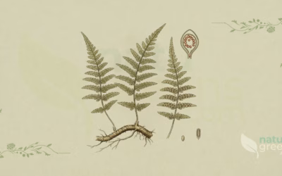 Polypody (Polypodium vulgare): Properties and Benefits
